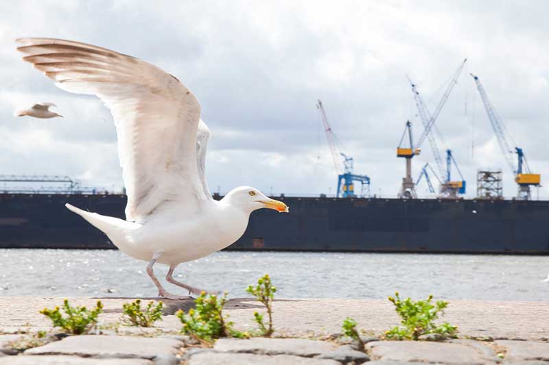 Arbeitsrecht Hamburg